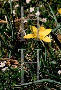 Picture of Tulipa clusiana var. chrysantha 