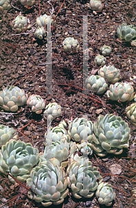 Picture of Echeveria simulans 