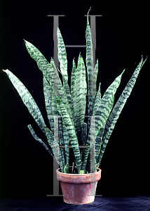 Picture of Sansevieria trifasciata 