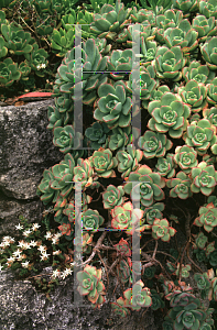 Picture of Aeonium haworthii 