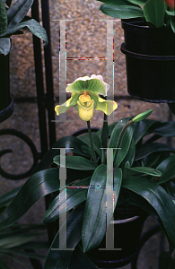 Picture of Paphiopedilum x 'Agincourt'