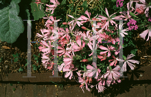 Picture of Silene polypetala 