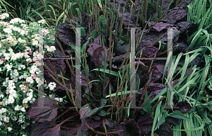 Picture of Plantago major 'Rubrifolia'