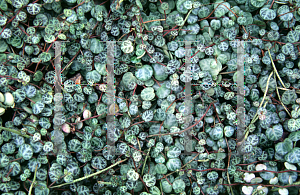 Picture of Peperomia rotundifolia var. pilsior 