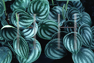 Picture of Peperomia argyreia 