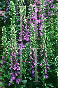 Picture of Lobelia siphilitica 