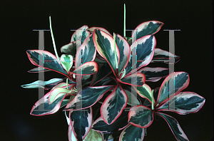 Picture of Peperomia clusiifolia 'Variegata'