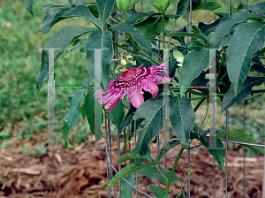 Picture of Passiflora  'Incense'
