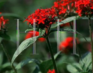 Picture of Pentas lanceolata 'Ruby Glow'