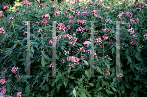 Picture of Pentas lanceolata 'Longwood Pink'