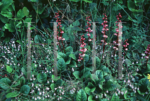 Picture of Pyrola asarifolia ssp. asarifolia 
