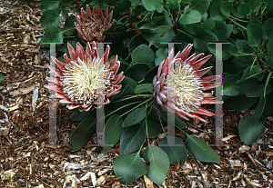 Picture of Protea cynaroides 