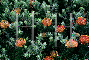 Picture of Leucospermum cordifolium '~Species'