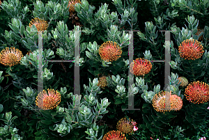 Picture of Leucospermum cordifolium 