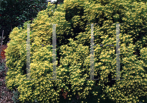 Picture of Leucadendron eucalyptifolium 