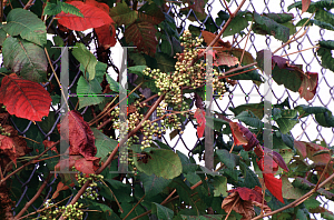 Picture of Toxicodendron radicans 