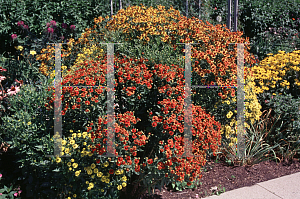 Picture of Helenium autumnale 