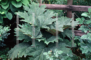 Picture of Rheum palmatum 