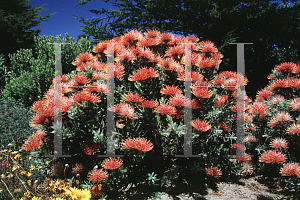 Picture of Leucospermum tottum 