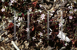 Picture of Oxalis triangularis 