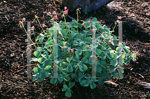 Picture of Oxalis tetraphylla 