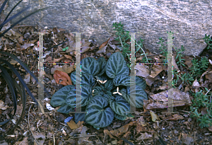 Picture of Viola grypocerus exilis 