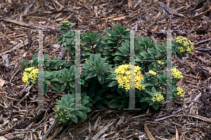 Picture of Sedum selskianum 