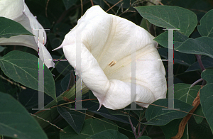 Picture of Datura stramonium 