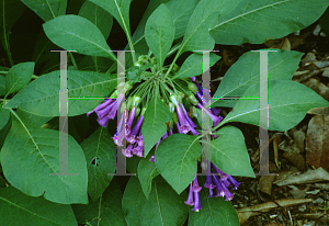 Picture of Iochroma cyanea 