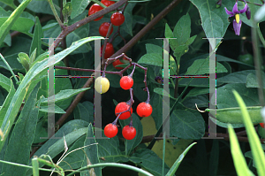 Picture of Solanum dulcamara 