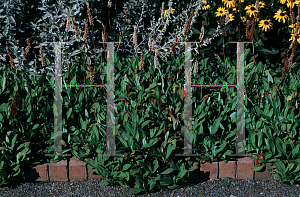 Picture of Polygonum affine 'Border Jewel'