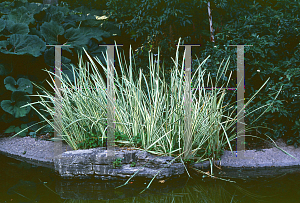 Picture of Acorus calamus 'Variegatus'