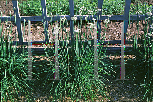 Picture of Allium tuberosum 