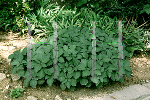 Picture of Pachysandra procumbens 