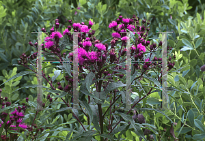 Picture of Vernonia noveboracensis 