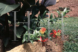 Picture of Gloriosa superba 'Rothschildiana'