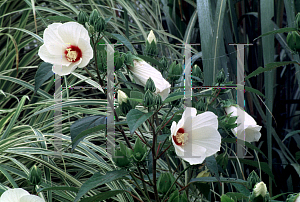 Picture of Hibiscus moscheutos ssp. palustris 