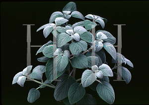 Picture of Plectranthus argentatus 