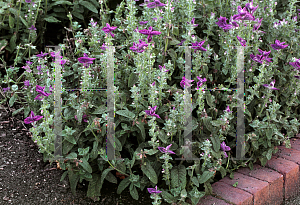 Picture of Salvia viridis 'Claryssa Blue'