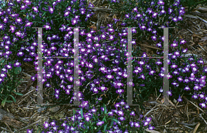 Picture of Lobelia erinus 