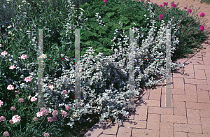 Picture of Helichrysum petiolare 