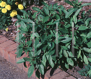 Picture of Ocimum basilicum 'Siam Queen'