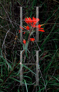 Picture of Castilleja californica 