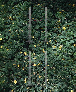 Picture of Oxalis spiralis ssp. vulcanicola 