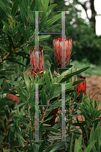 Picture of Protea neriifolia 