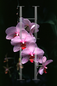 Picture of Phalaenopsis x 