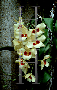 Picture of Dendrobium x 'Gatton Sunray'