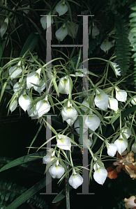 Picture of Brassavola tuberculata 