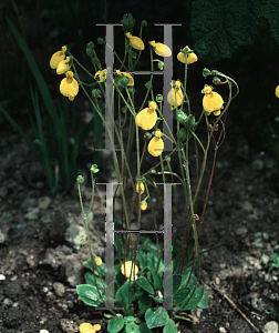Picture of Calceolaria falklandica 