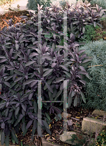 Picture of Salvia officinalis 'Purpurascens'